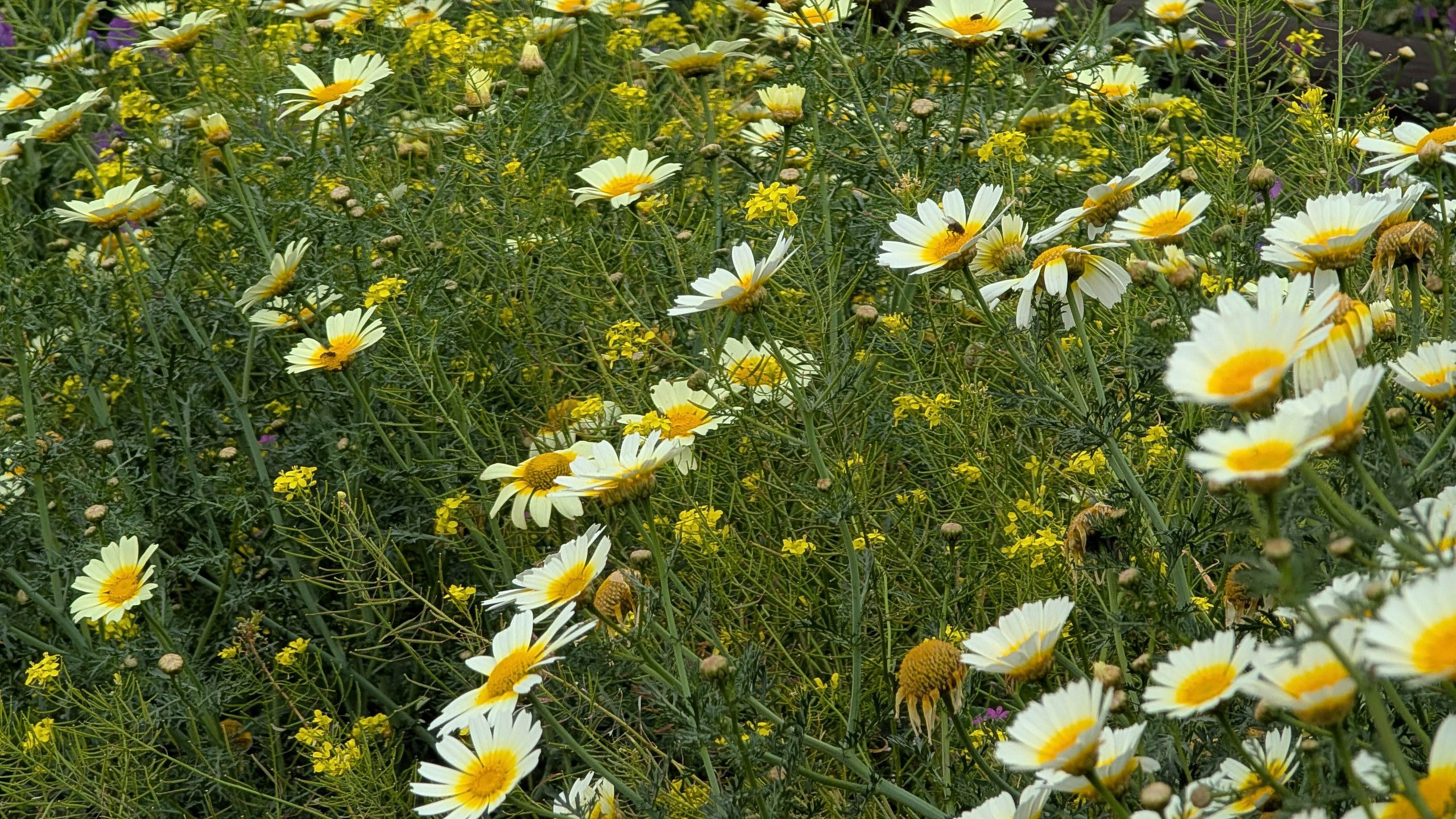 Weiße Margeriten am Wegrand – Frühlingsblüte in Andalusien